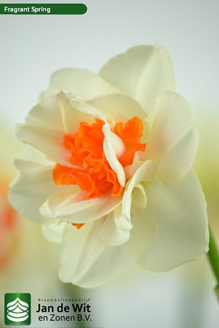 Narcissus 'Fragrant Spring'